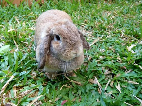 Lindo Conejo Marrón Jardín Chiang Mai Tailandia — Foto de Stock