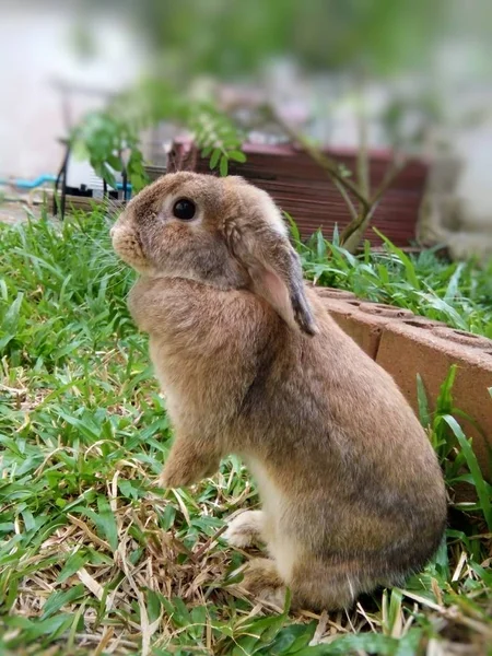 庭のチェンマイ タイで茶色のかわいいウサギ — ストック写真