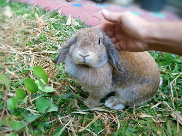 Een Gesneden Bruin Konijn Tuin Thuis Chiangmai Thailand — Stockfoto