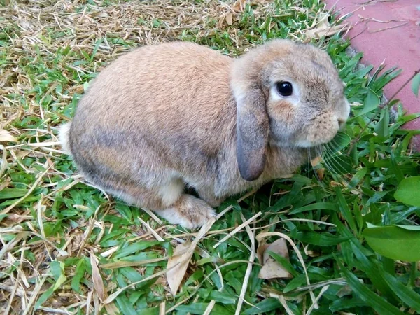 庭のチェンマイ タイで茶色のかわいいウサギ — ストック写真