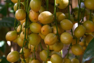 Baccaurea ramiflora veya Rambi meyveleri organik meyve bahçesindeki ağaçta asılı. Sağlığa faydaları var, lezzetli, tatlı ve ekşi tatları var. Phrae Tayland.