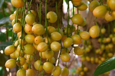 Baccaurea ramiflora veya Rambi meyveleri organik meyve bahçesindeki ağaçta asılı. Sağlığa faydaları var, lezzetli, tatlı ve ekşi tatları var. Phrae Tayland.