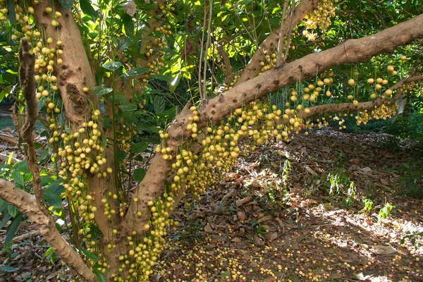 Baccaurea Ramiflora Árbol Rambeh Dan Muchos Frutos Árbol Grande Viejo — Foto de Stock