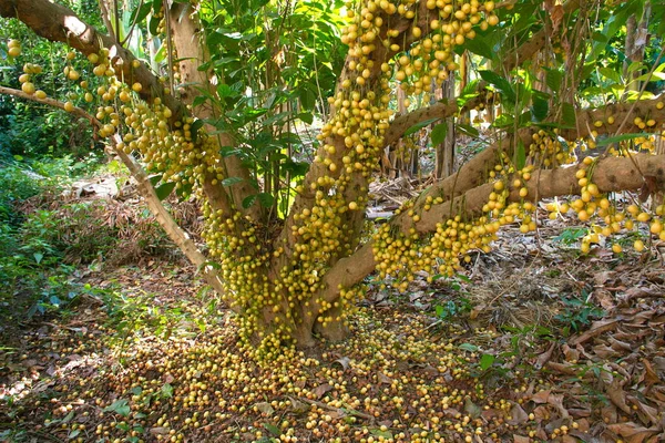 Ramiflora Baccaurea Atau Pohon Rambeh Menghasilkan Banyak Buah Ini Adalah — Stok Foto