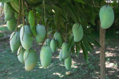 Mango ağacında asılı bir sürü çiğ mango. Büyük meyveler ve ekşi lezzetliler. Tatlı balık soslu mango yapımında kullanılıyor. Kırsal evdeki organik meyve bahçesinde. Tayland 'ın yaz mevsiminde, Phrae.