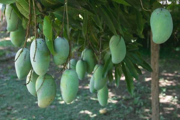 Ett Gäng Råa Mango Som Hänger Mangoträdet Stora Frukter Och — Stockfoto