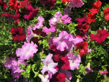 Chiang Mai çiçek festivali Suan Buak Haad Parkı 'nın süslü bahçesinde renkli Petunya çiçekleri güzel bir şekilde çiçek açıyor. Chiang Mai Tayland.