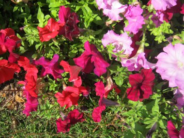 Chiang Mai çiçek festivali Suan Buak Haad Parkı 'nın süslü bahçesinde renkli Petunya çiçekleri güzel bir şekilde çiçek açıyor. Chiang Mai Tayland.