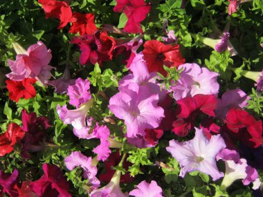 Chiang Mai çiçek festivali Suan Buak Haad Parkı 'nın süslü bahçesinde renkli Petunya çiçekleri güzel bir şekilde çiçek açıyor. Chiang Mai Tayland.