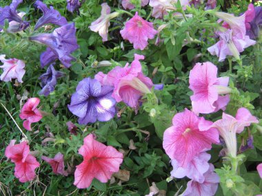 Chiang Mai çiçek festivali Suan Buak Haad Parkı 'nın süslü bahçesinde renkli Petunya çiçekleri güzel bir şekilde çiçek açıyor. Chiang Mai Tayland.