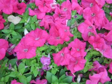 Chiang Mai çiçek festivali Suan Buak Haad Parkı 'nın süslü bahçesinde renkli Petunya çiçekleri güzel bir şekilde çiçek açıyor. Chiang Mai Tayland.