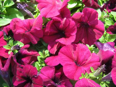 Chiang Mai çiçek festivali Suan Buak Haad Parkı 'nın süslü bahçesinde renkli Petunya çiçekleri güzel bir şekilde çiçek açıyor. Chiang Mai Tayland.