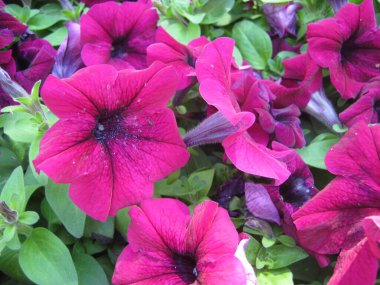 Chiang Mai çiçek festivali Suan Buak Haad Parkı 'nın süslü bahçesinde renkli Petunya çiçekleri güzel bir şekilde çiçek açıyor. Chiang Mai Tayland.