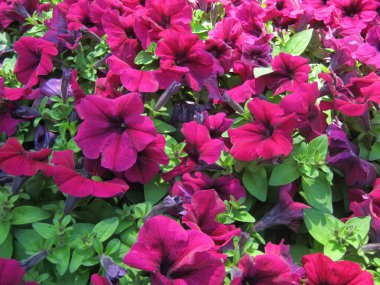 Chiang Mai çiçek festivali Suan Buak Haad Parkı 'nın süslü bahçesinde renkli Petunya çiçekleri güzel bir şekilde çiçek açıyor. Chiang Mai Tayland.