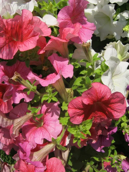 Les Fleurs Colorées Petunia Fleurissent Magnifiquement Dans Jardin Ornemental Festival — Photo