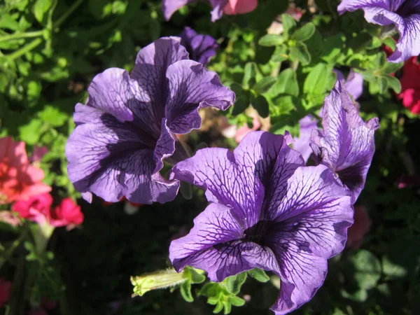 Coloridas Flores Petunia Están Floreciendo Maravillosamente Jardín Ornamental Festival Flores — Foto de Stock