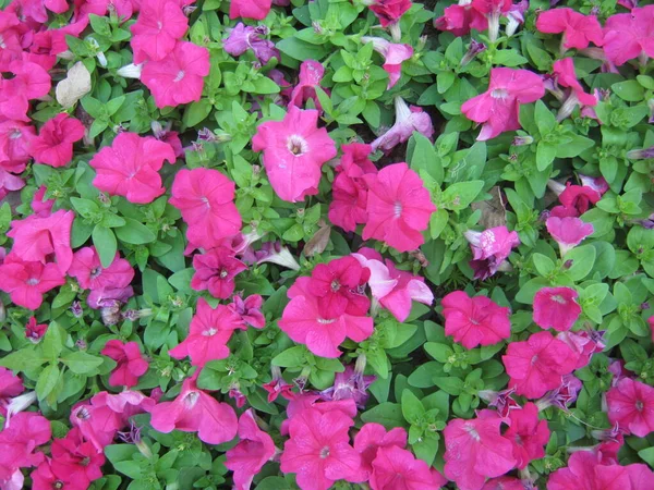 Flores Coloridas Petúnia Estão Lindamente Florescendo Jardim Ornamental Festival Flores — Fotografia de Stock