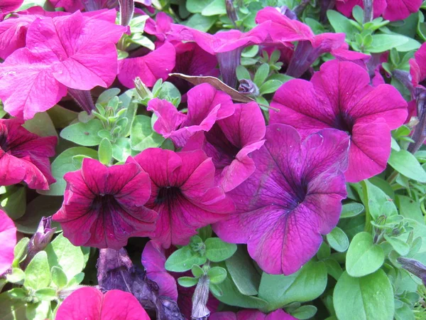 Coloridas Flores Petunia Están Floreciendo Maravillosamente Jardín Ornamental Festival Flores — Foto de Stock