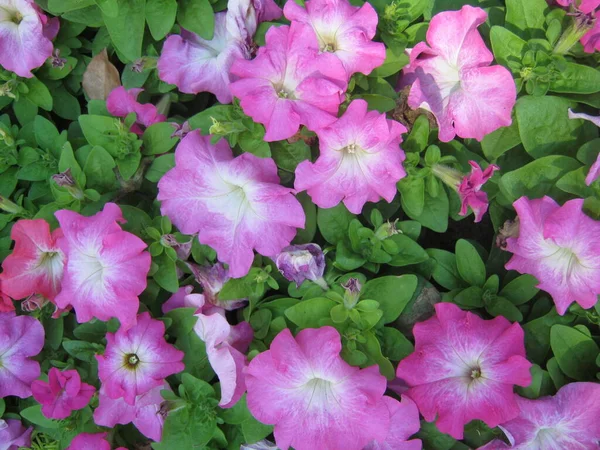 Coloridas Flores Petunia Están Floreciendo Maravillosamente Jardín Ornamental Festival Flores — Foto de Stock