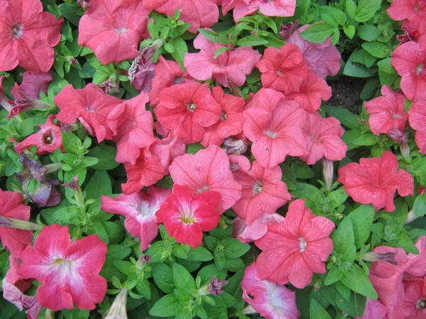 Coloridas Flores Petunia Están Floreciendo Maravillosamente Jardín Ornamental Festival Flores — Foto de Stock