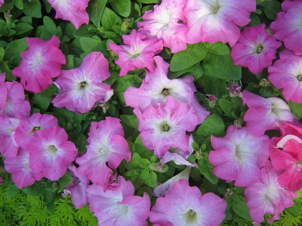 Coloridas Flores Petunia Están Floreciendo Maravillosamente Jardín Ornamental Festival Flores — Foto de Stock