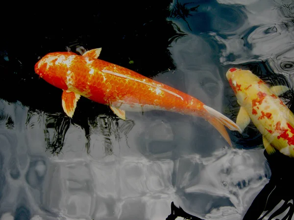 Ikan Koi Berwarna Atau Ikan Mas Mewah Kohaku Berenang Dengan — Stok Foto