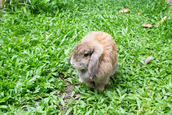 Милый Коричневый Голландский Кролик Лежит Саду Загородном Доме Чианг Тайланд — стоковое фото