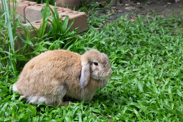 Милый Коричневый Голландский Кролик Лежит Саду Загородном Доме Чианг Тайланд — стоковое фото