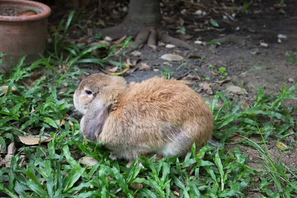 Lindo Conejo Lop Holanda Marrón Descansa Jardín Casa Campo Chiang — Foto de Stock