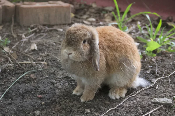 Roztomilý Hnědý Holland Lop Králík Odpočívá Zahradě Venkově Domů Chiang — Stock fotografie