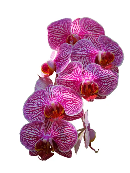 Phalaenopsis Flores Orquídea Polilla Son Redondas Flores Grandes Pétalos Rayados — Foto de Stock