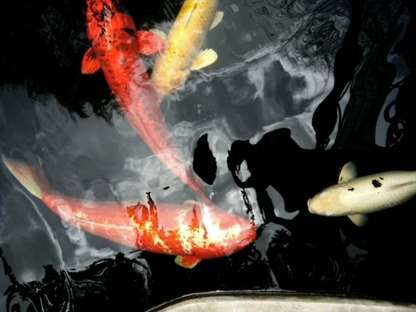 Peixes Carpa Extravagantes Coloridos Como Utsuri Kohaku Yamabuki Ogon Estão — Fotografia de Stock