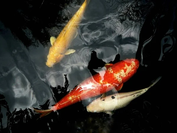 Ikan Mas Yang Berwarna Warni Seperti Utsuri Kohaku Yamabuki Ogon — Stok Foto