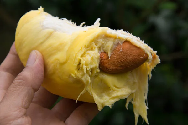 Fruta Durian Madura Tiene Pulpa Amarilla Cremosa Jugosa Dulce Suave Imágenes De Stock Sin Royalties Gratis