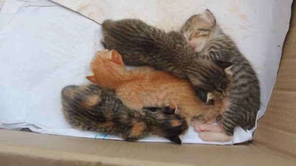 Niedliche Vier Baby Kätzchen Katzen Geschwister Schlafen Und Umarmen Sich — Stockvideo