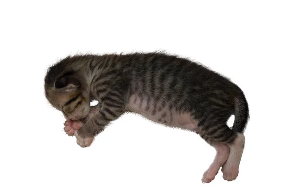 Gatinho Listrado Bebê Bonito Gato Está Dormindo Feliz Caixa Papel — Fotografia de Stock