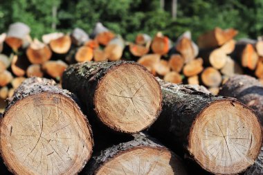 Ormanın içinde ahşap hasat. Boyutlanmış günlükleri woodpile içinde yalan. Köyün tesislerinde ısıtılması. Endüstriyel ormansızlaşma ormanlar ve yeşil alanlarda. Ağaç gövdesi kesiti. Bulanık 