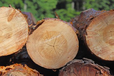 Ormanın içinde ahşap hasat. Boyutlanmış günlükleri woodpile içinde yalan. Köyün tesislerinde ısıtılması. Endüstriyel ormansızlaşma ormanlar ve yeşil alanlarda. Ağaç gövdesi kesiti. Bulanık 