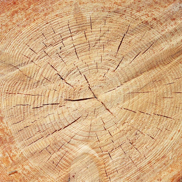 Pozyskiwanie Drewna Lesie Ścięte Kłody Znajdują Się Woodpile Ogrzewanie Pomieszczeń — Zdjęcie stockowe