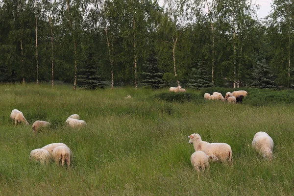 A herd of clear sheep color graze in a meadow with a tall green lush grass. Pasture of a farm with construction and trees. Industrial livestock. Livestock. Source of income of rural residents.