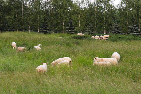 Açık koyun renk sürüsü otlatmak uzun boylu yeşil yemyeşil çim ile bir çayırda. Mera grubundan İnşaat ve ağaçları ile. Endüstriyel hayvancılık. Hayvancılık. Kırsal sakinlerinin gelir kaynağı.
