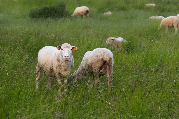 A herd of clear sheep color graze in a meadow with a tall green lush grass. Pasture of a farm with construction and trees. Industrial livestock. Livestock. Source of income of rural residents.