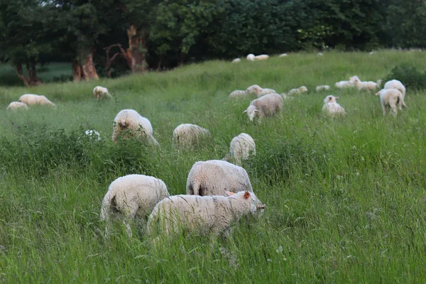 A herd of clear sheep color graze in a meadow with a tall green lush grass. Pasture of a farm with construction and trees. Industrial livestock. Livestock. Source of income of rural residents.