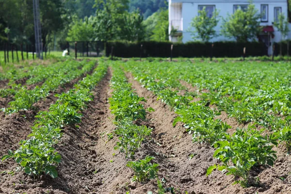 Una Pequeña Plantación Arbustos Carofel Joven Patio Trasero Cultivo Cultivos — Foto de Stock