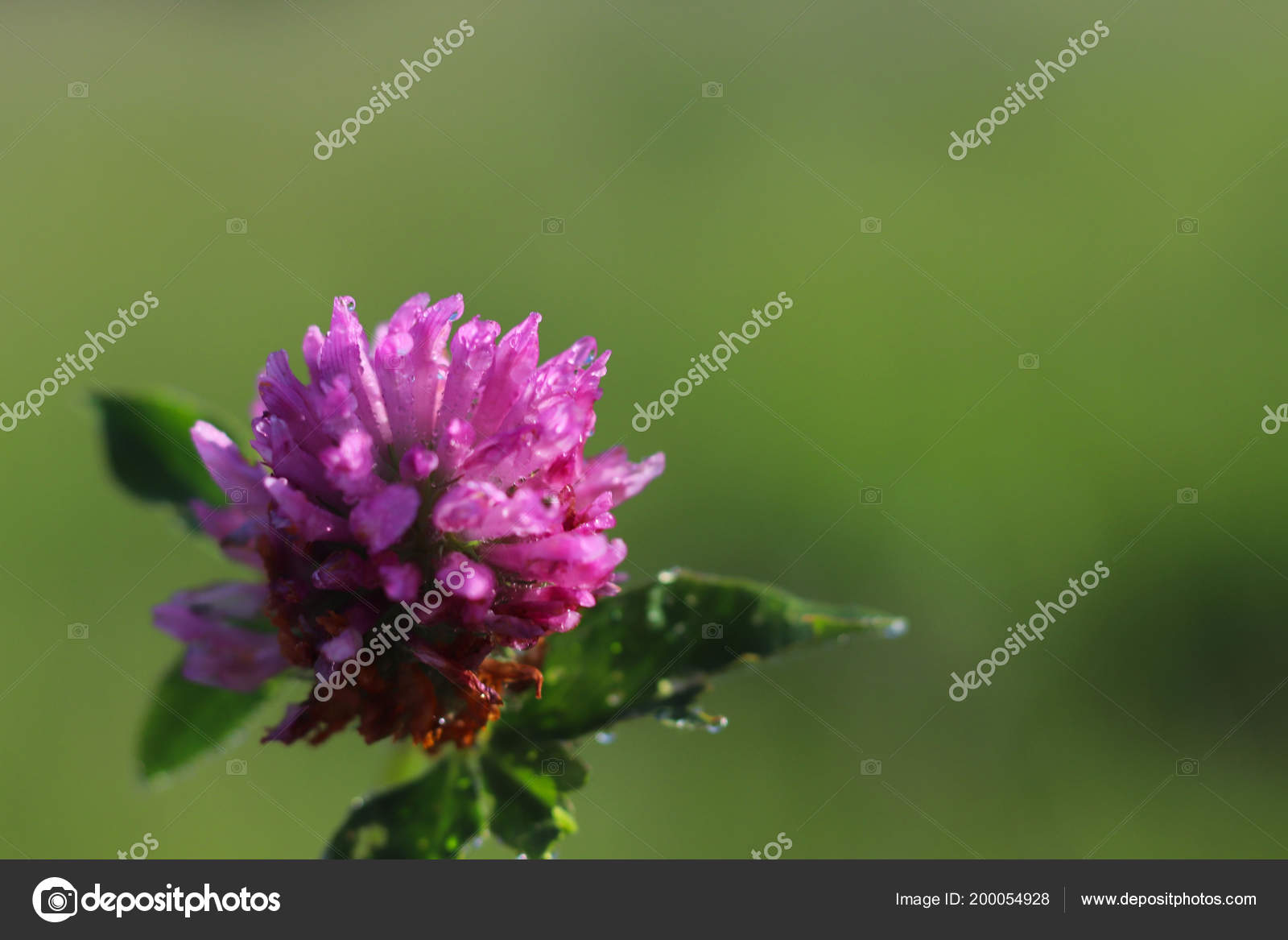 Fleur Rose Clover Dans Soleil Une Fleur Bleue Dans Les