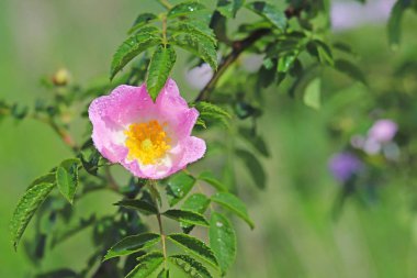 Güneş kalça gül çiçek. Yeşil arka plan bulanık üzerinde çiy damlacıkları mavi bir çiçek. Ilıman bir iklim bölgesinin meadows bitkiler. Romantik neşeli ruh hali. Tatil kartı