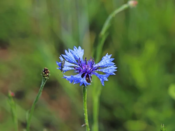 Insect Een Bloem Van Knapweeds Zon Een Blauwe Bloem Druppels — Stockfoto