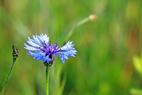 Owad Knapweeds Kwiat Słońcu Niebieski Kwiat Kropelkach Rosy Niewyraźne Tło — Zdjęcie stockowe