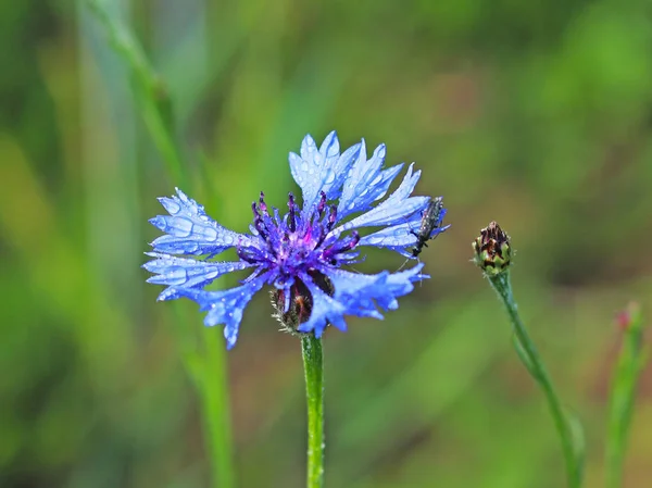 Insect Een Bloem Van Knapweeds Zon Een Blauwe Bloem Druppels — Stockfoto