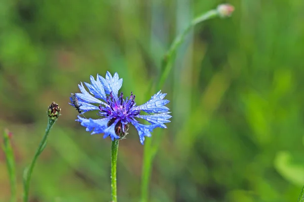 Insect Een Bloem Van Knapweeds Zon Een Blauwe Bloem Druppels — Stockfoto